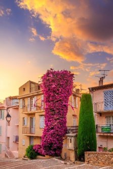 bougainvillier